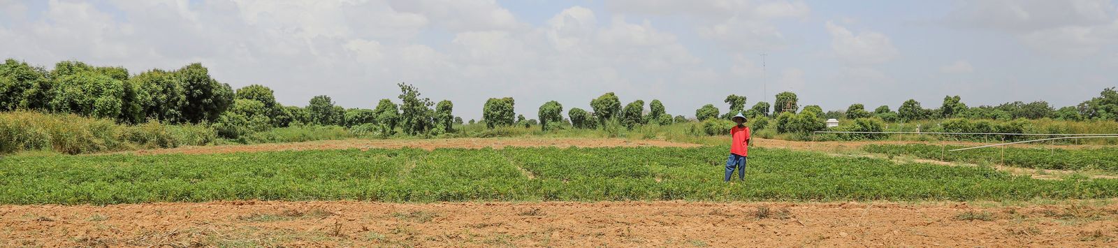 Producteur d’arachide, bénéficiaire du projet ABEE, dans une parcelle d’essai à Sibassor - Région de Kaolack au Sénégal - Octobre 2020 © J. G. Mandabrandja, DeCOM/CORAF 