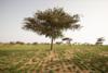 L’agroécologie au Sénégal : Entre dynamisme et défis, regards sur Fatick et Tivaouane