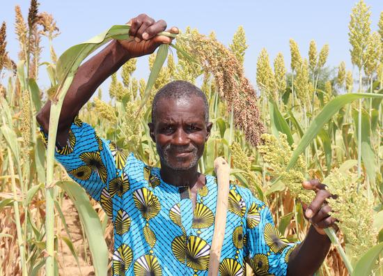 Producteur de variété de sorgho contribuant à la parcelle de démonstration du projet APSAN-Mali à M’Pessoba, région de Sikasso, Mali, 2020 © ICRISAT